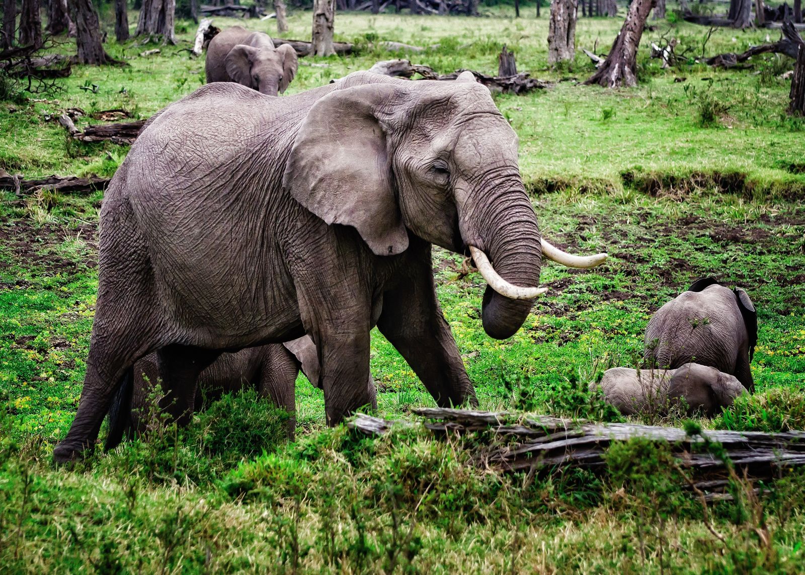 Safari wildlife in Kenya savanna