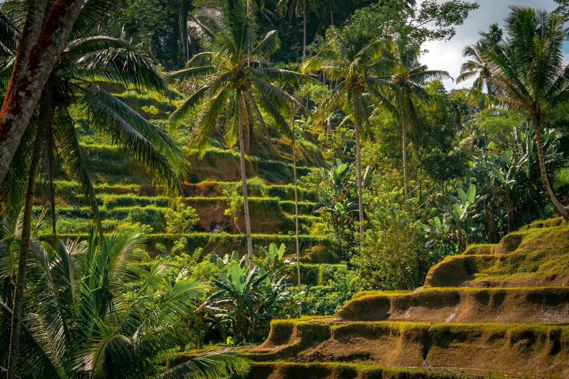 Green terraced rice fields near Ubud in Bali