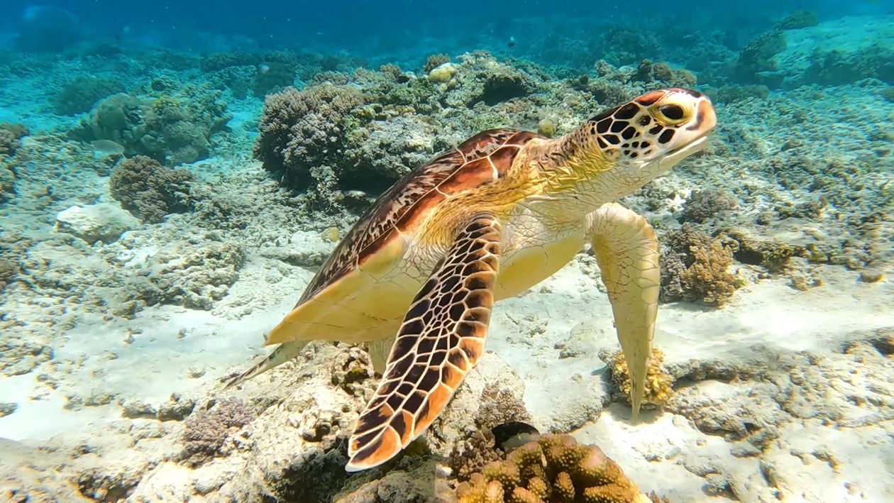 Sea turtle swimming underwater in the Maldives