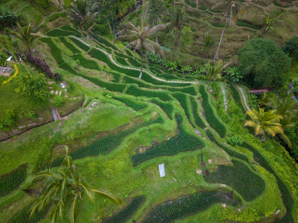 Terraced green rice fields in Bali, Indonesia